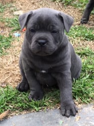 puppy