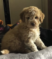 BuonoDolce Lagotto Romagnolo Puppy