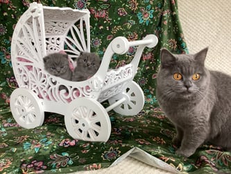 Blue british kittens Cattuna Cattery 