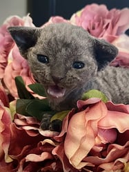 Blue Male 2 - current litter