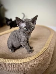 Blue kitten from 2024 litter