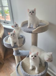 British Shorthair Kittens (White)