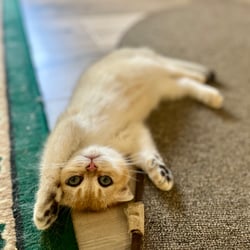 Felicity Cats - Scottish Fold Breeder