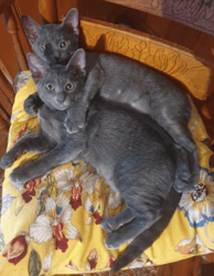 Korat Kittens available now