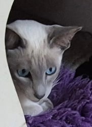 Siamese Lilac point bred by Oramor