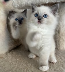 Blue Mitted Female Ragdoll Kitten