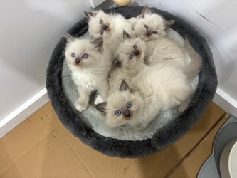 Blue Mitted Ragdoll Kittens 