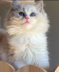 Blue Bi Color Tabby Male 