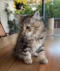 Golden classic tabby girl (front)