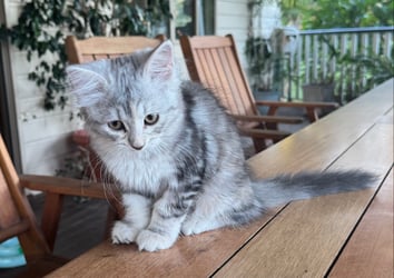 Silver tortoiseshell girl (front)