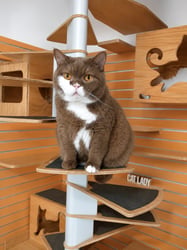 Cookie - 7 yrs old cinnamon bi colour