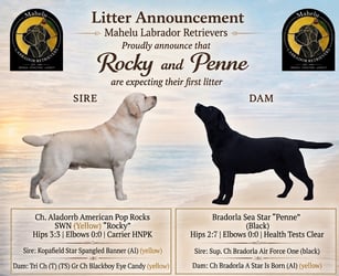 ROCKY AND PENNE LITTER ANNOUNCEMENT