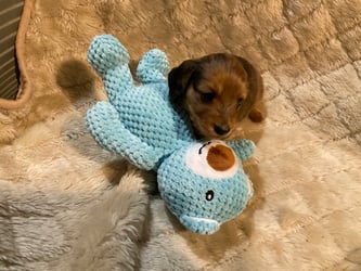 Four weeks old