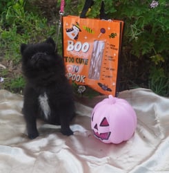 Paty Female Spitz Puppy