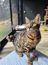 Queen Nala - mum