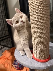 Lilac Male British Shorthair 