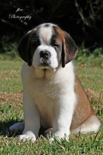 Available Now St Bernard Puppies