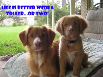 Available Now Nova Scotia Duck Tolling Retriever puppies