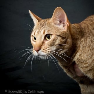 For Stud Ocicat Stud Work For Stud Ocicat Stud Work