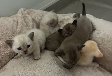 Available Now  Burmese Kittens