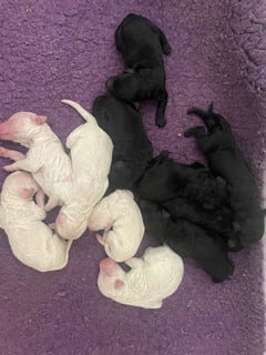 Available Now Standard Poodle Puppies