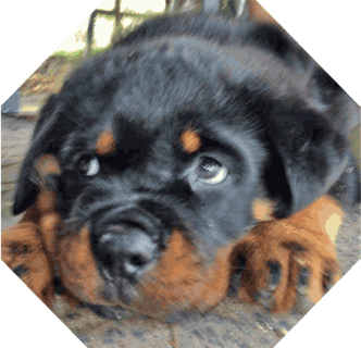 Available Now Rottweiler Puppy 