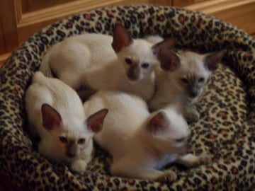 Available Now SCALLYWAGS CATTERY -  Siamese Kittens