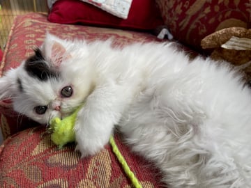 Available Now Pedigree Persian kitten-extremely sweet natured & just adorable