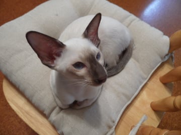 Available Now SIAMESE  KITTENS  (SCALLYWAGS CATTERY)