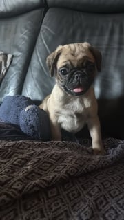 Available Now Fawn Female Pug puppy 