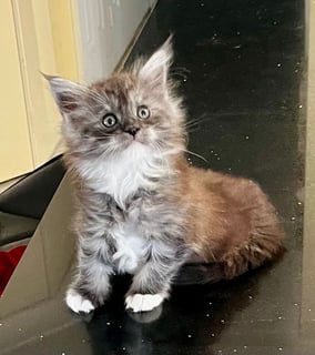 Available Now Maine Coon Kittens Available