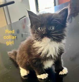 Available Now Maine Coon Kittens Available