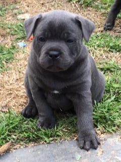 Available Now English Staffordshire (Staffy) Bull Terrier puppies