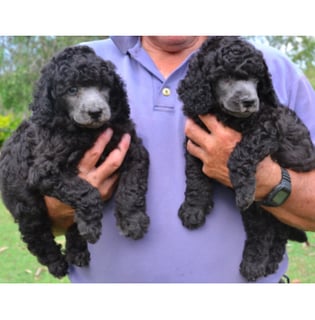 Available Now Standard poodle puppies