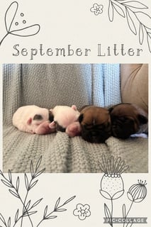 Available Now ANKC Pedigree French Bulldog Puppies