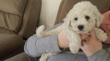 Available Now bichon frise pups
