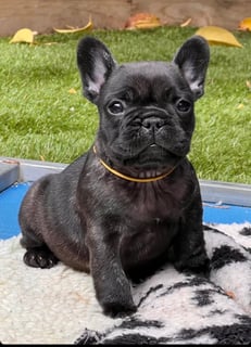 Available Now ANKC French Bulldog Puppies 