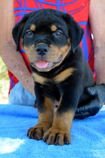 Available Now ***ROTTWEILER PUPPIES AVAILABLE***