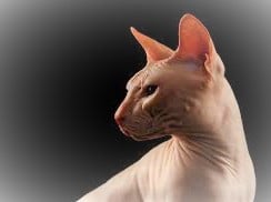 For Stud SPHYNX European import (Red) 