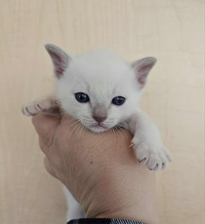 Available Now Tonkinese