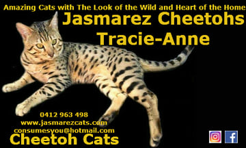 Available Now Cheetoh Kittens inquiries - Adelaide