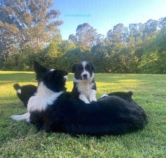 For Adoption Border Collie puppy 