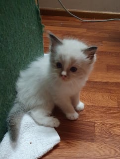 Available Now Ragdoll kittens