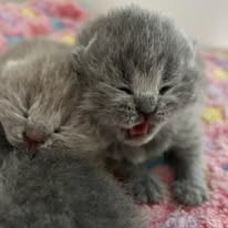 Available Now Blue British Shorthair female kittens