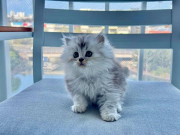 Available Now Purebred Silver Persian kittens