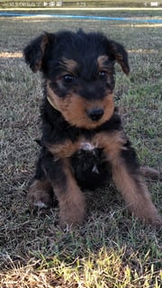 Available Now Airedale Puppies 