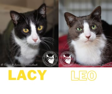 For Adoption Leo & Lacy - bonded pair