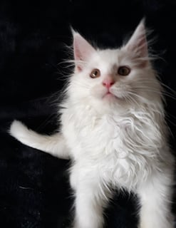 Available Now Purebred Maine Coon kittens