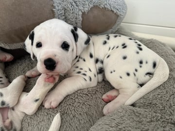 Available Now Dalmatian puppies 