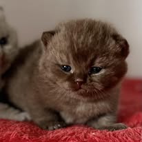 Available Now Chocolate Male British Shorthair Kitten